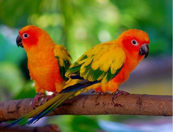 صور طيور لأجمل الطيور في العالم موسوعة عالم الحيوانات مذهلة حيوانات