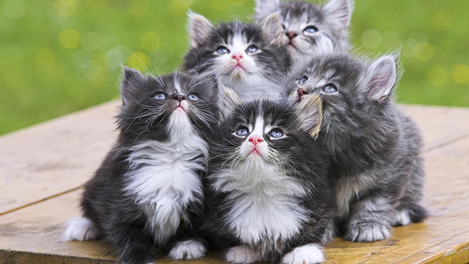  ♥مكتبة صور قـطط♥ - صفحة 14 Beautiful-Cats-Wallpapers