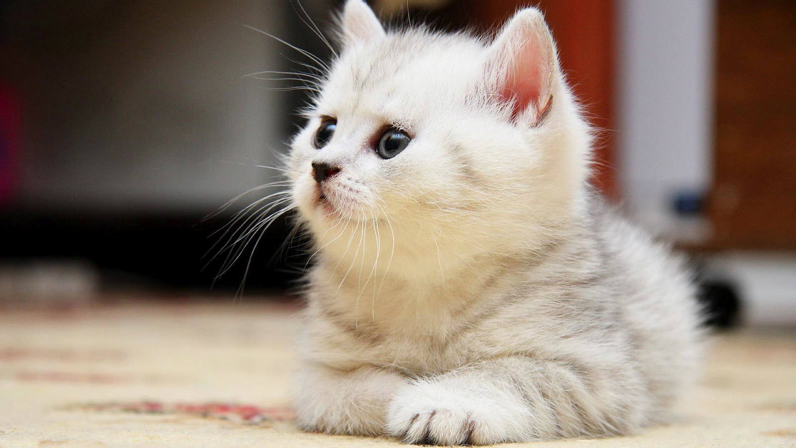  ♥مكتبة صور قـطط♥ - صفحة 15 Beautiful-Cute-White-Cat-HD-Wallpaper