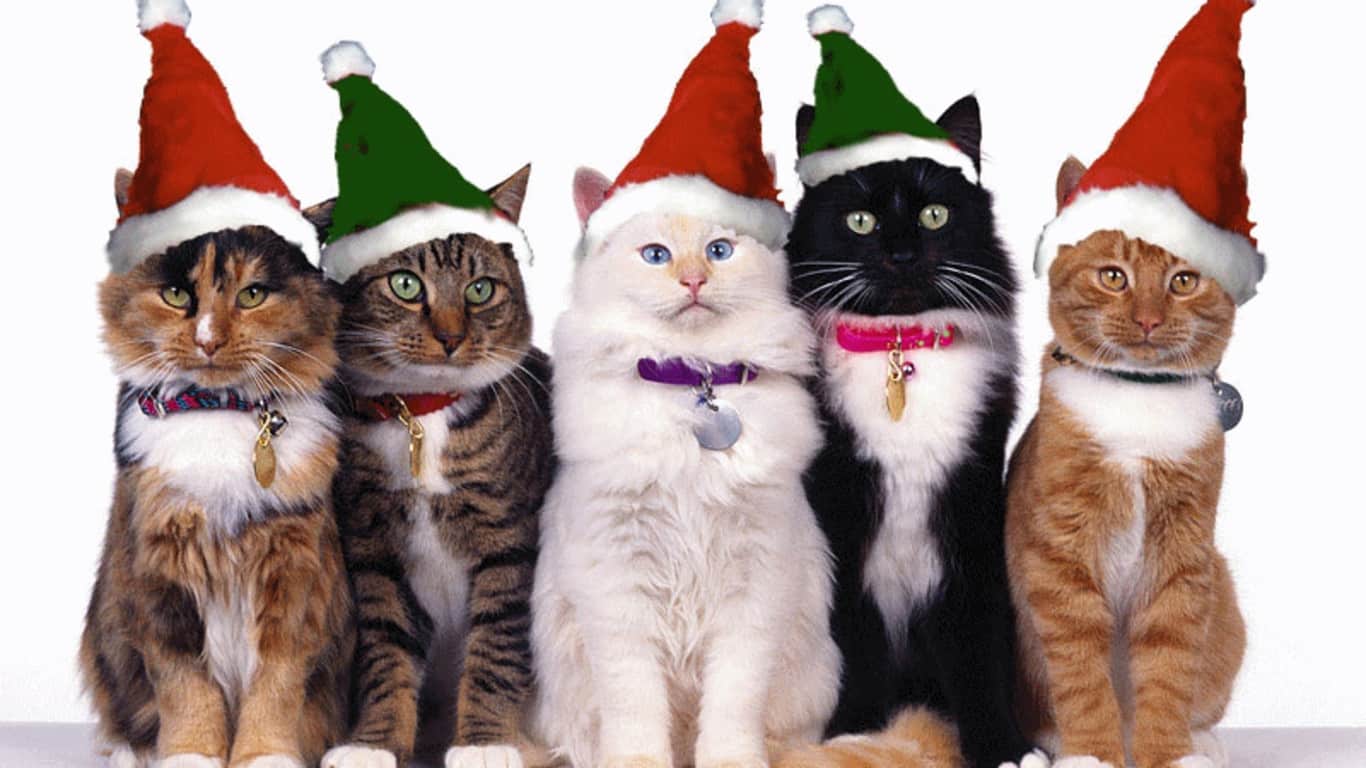  ♥مكتبة صور قـطط♥ - صفحة 15 Beautiful-cats-in-group-picture