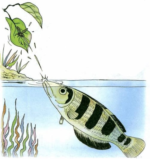 أنواع الأسماك وأسماؤها 