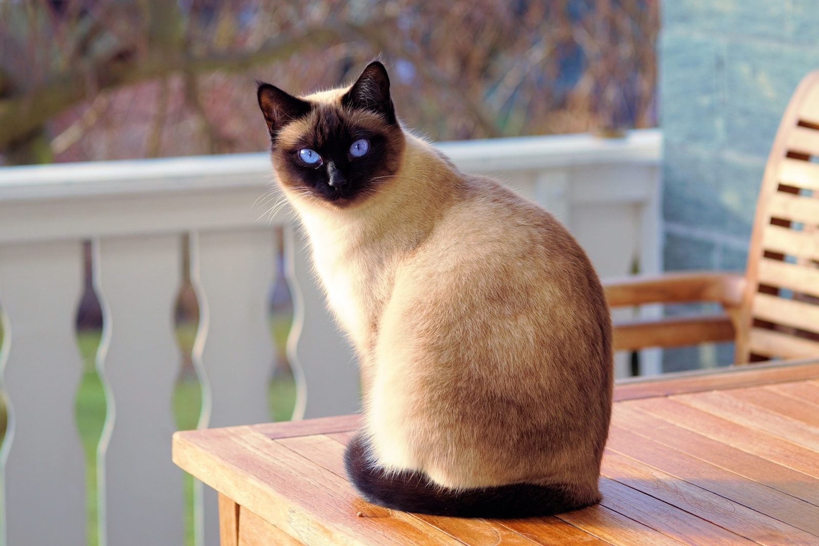  ♥مكتبة صور قـطط♥ - صفحة 50 Siamese-Cat