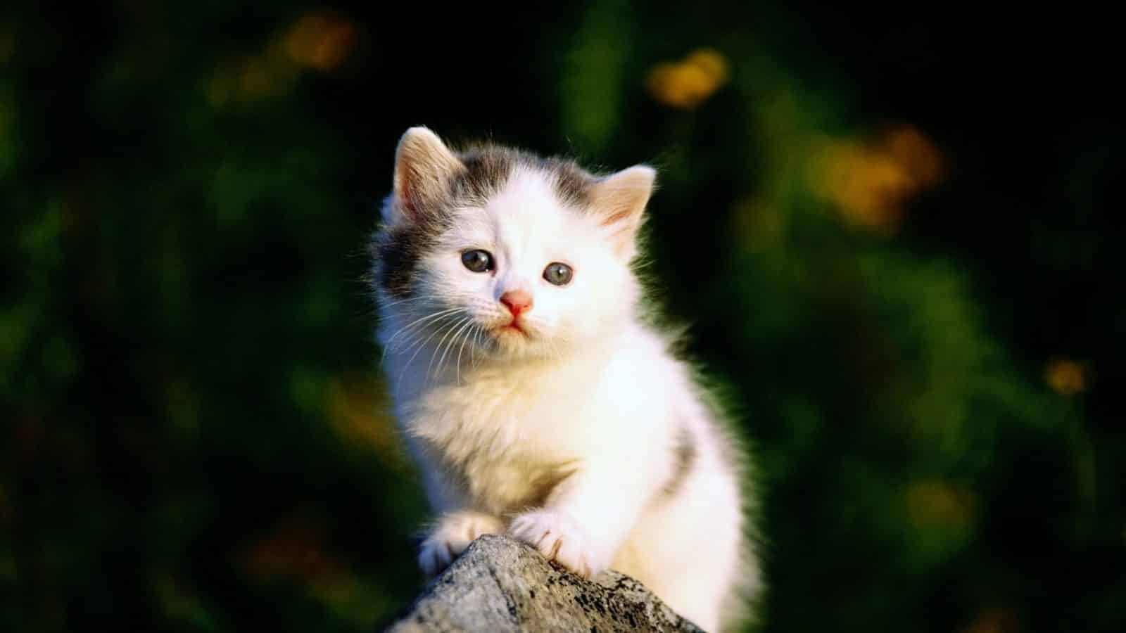  ♥مكتبة صور قـطط♥ - صفحة 50 Very-sweet-white-kitty-on-rock-Sad-kitty_1920x1080