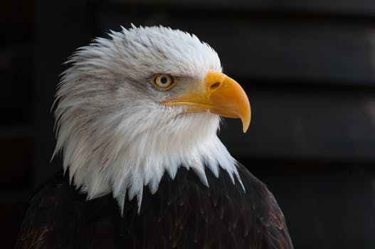 سجل حضورك بصورة طائر - صفحة 98 Bald-eagles-bald-eagle-bird-of-prey-adler-53581
