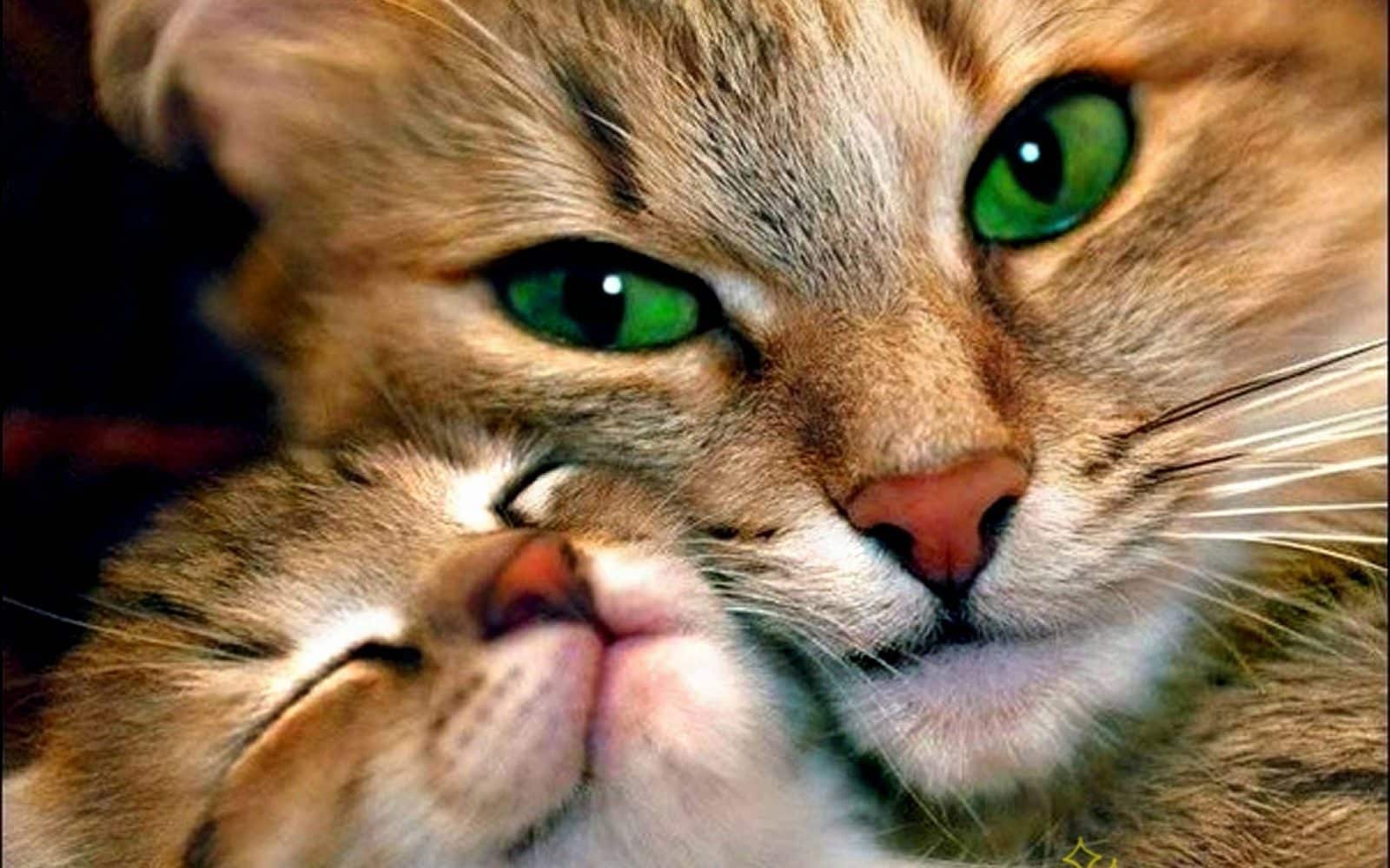  ♥مكتبة صور قـطط♥ - صفحة 45 Beautiful-cats-9