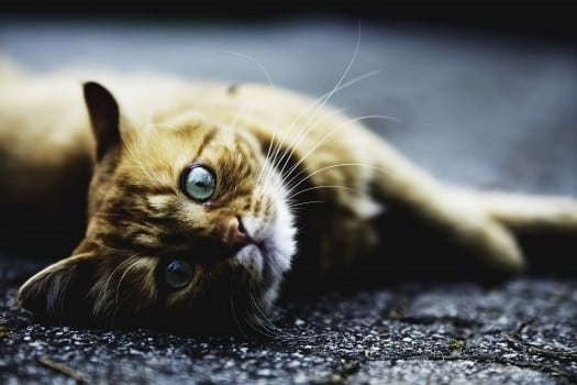 ♥مكتبة صور قـطط♥ - صفحة 15 Cat-kitten-claw