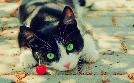  ♥مكتبة صور قـطط♥ - صفحة 15 Cats-animals-cherries-green-eyes-feline-pets-wallpaper-465x290