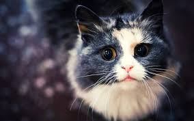 دموع عيون القطط