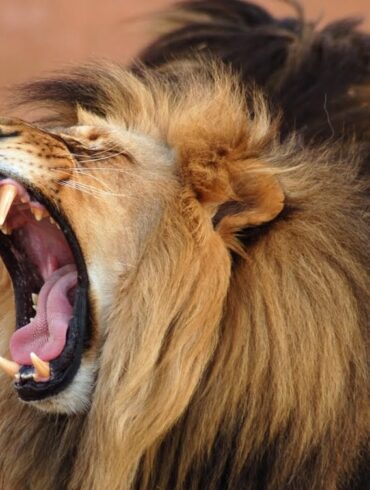 صوت الاسد