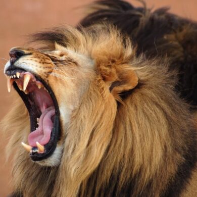 صوت الاسد