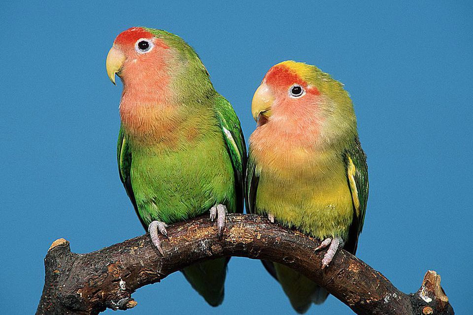أنواع طيور الحب معلومات عنها طرق العيش الغذاء بيئتها التربية المنزلية و التكاثر أكبر موضوع شامل