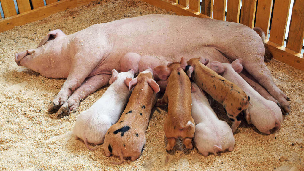 التكاثر عند الحيوانات الولودة معلومات عنها طرق العيش الغذاء بيئتها