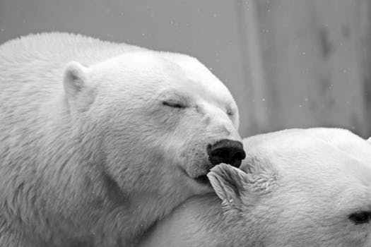 *|صور حيوانات متنوعة|* Polar-bear-bear-teddy-sleep-65289