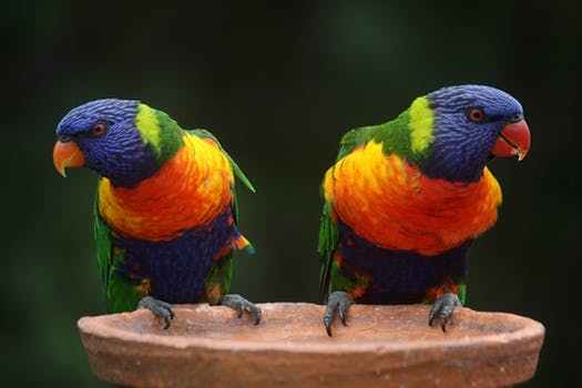 *|صور حيوانات متنوعة|* Rainbow-lorikeet-parrots-australia-rainbow-37833