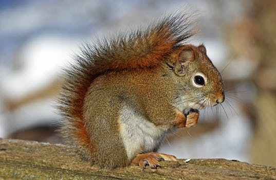 *|صور حيوانات متنوعة|* Red-squirrel-rodent-nature-wildlife-40745
