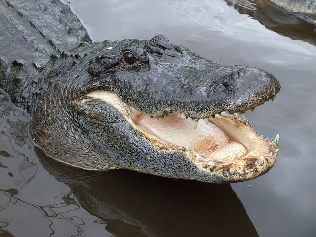 تمساح الاورينوكو