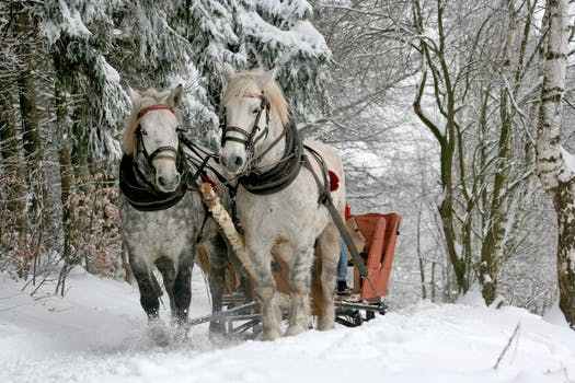 *|صور حيوانات متنوعة|* Sleigh-ride-horses-the-horse-winter