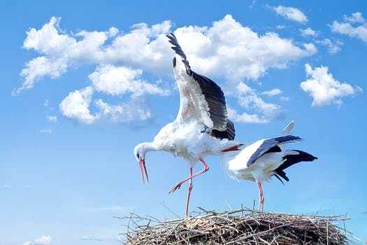 *|صور حيوانات متنوعة|* Stork-bird-animal-fly