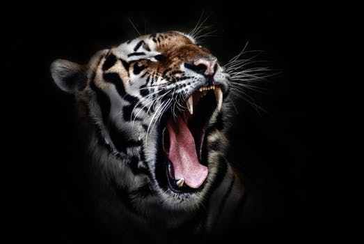*|صور حيوانات متنوعة|* Tiger-head-wildlife-animal-38278