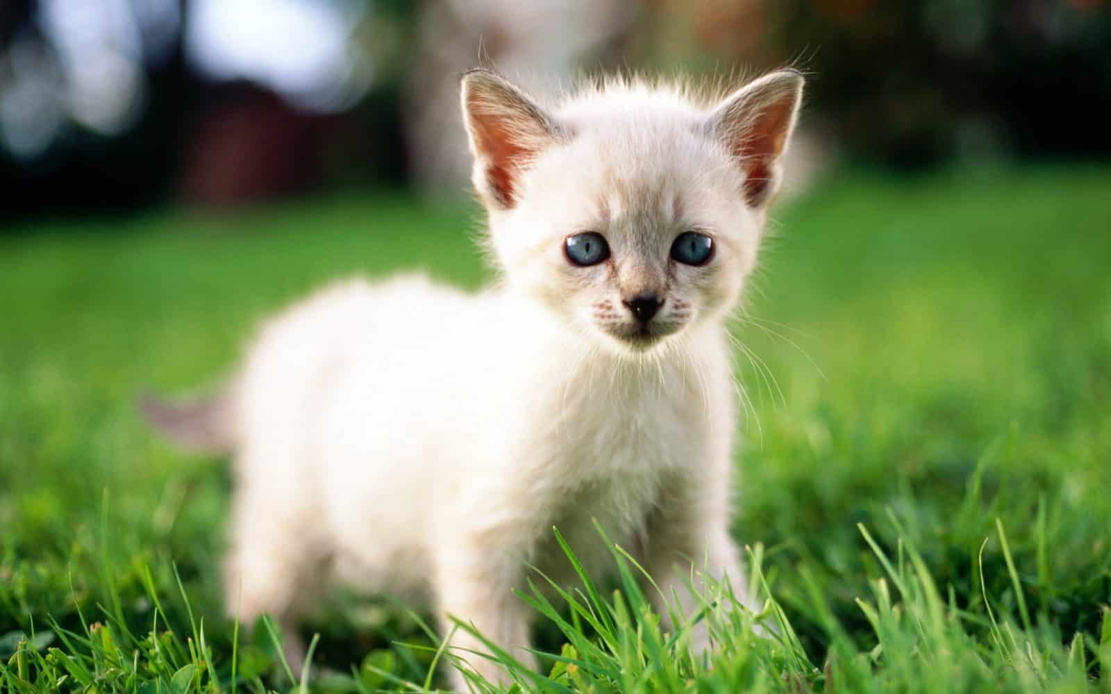  ♥مكتبة صور قـطط♥ - صفحة 50 White-cats-are-beautiful-30-photos-8