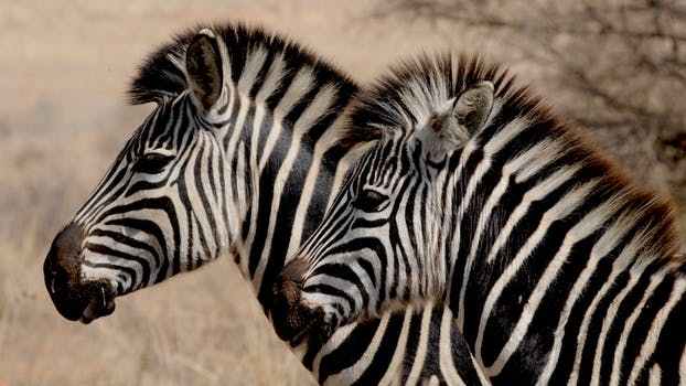 *|صور حيوانات متنوعة|* Zebra-wild-animal-africa-stripes