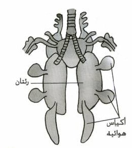 أعضاء الطائر