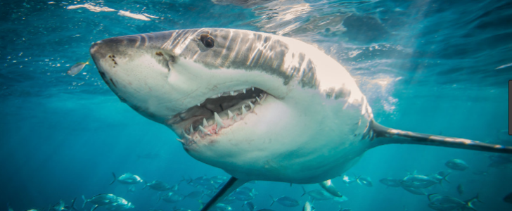 صور سمك القرش أشرس الحيوانات البحرية عالم الحيوانات