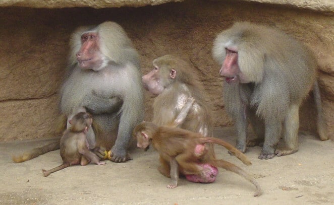 قرد البابون أو قرد الرباح Hamadryas_Baboon