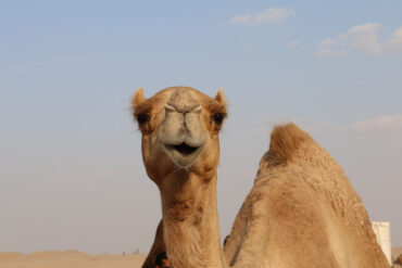 صوت الجمل