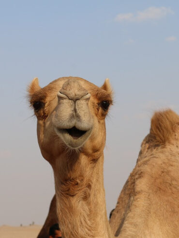 صوت الجمل