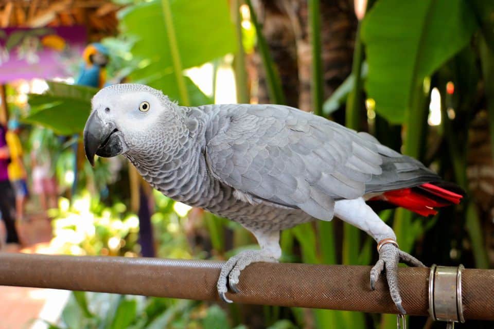  أنواع الببغاوات المزعجة Close-up-of-african-grey-parrot-perching-on-pipe-by-plants-673169277-58e66fc43df78c516205b9cc