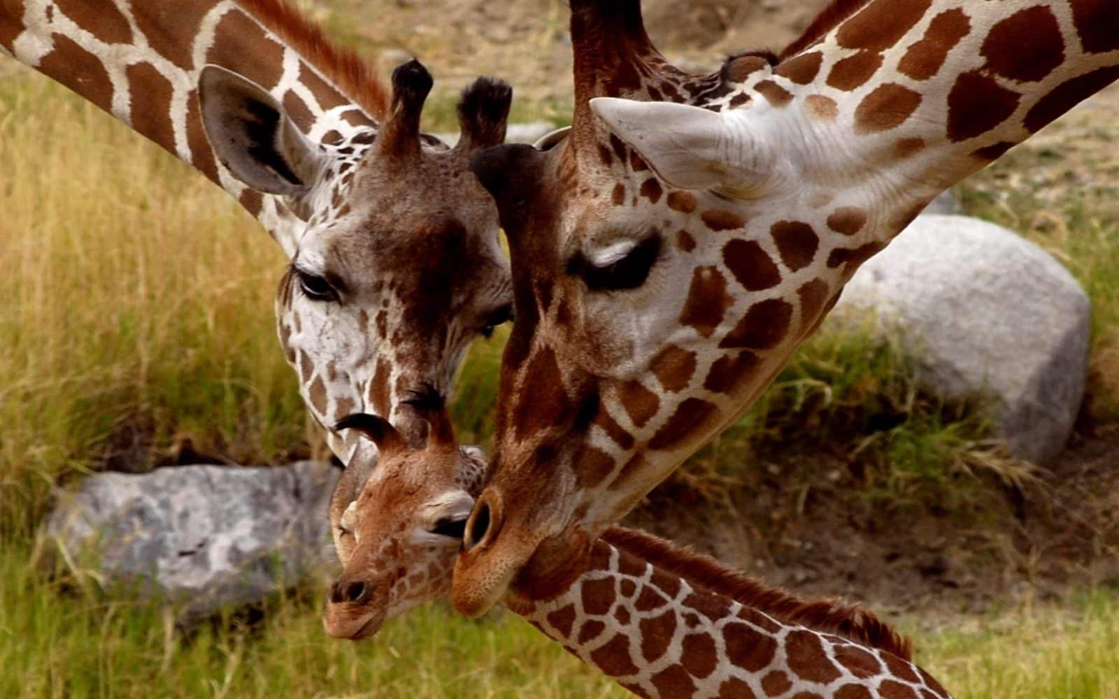معلومات عن الزرافة Parental-love-giraffe