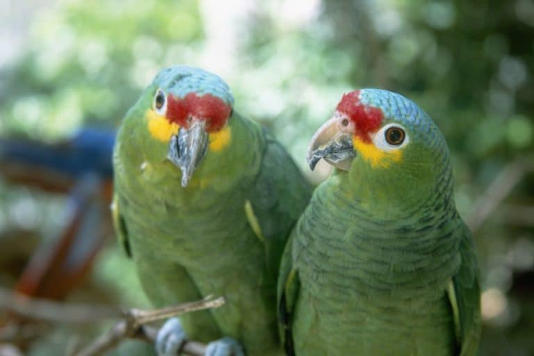  أنواع الببغاوات المزعجة Red-lored-amazon-parrots-534177296-58e66e9e5f9b58ef7ec830f2-768x512