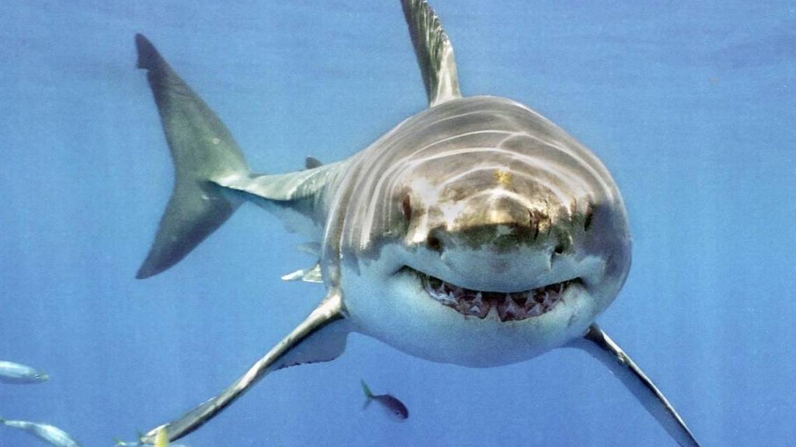 صور سمك القرش أشرس الحيوانات البحرية معلومات عنها طرق العيش الغذاء