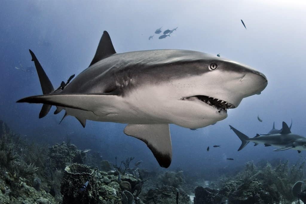 صور سمك القرش أشرس الحيوانات البحرية معلومات عنها طرق العيش الغذاء