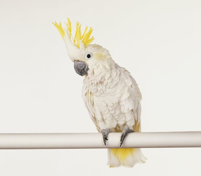  أنواع الببغاوات المزعجة Sulphur-crested-cockatoo-cacatua-galerita-white-and-yellow-parrot-perched-on-pole-with-raised-head-feathers-72002153-58e66e4a3df78c51620579f4-768x671