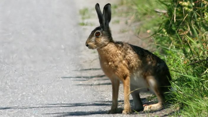 أسرع الحيوانات البرية Brown-Hare