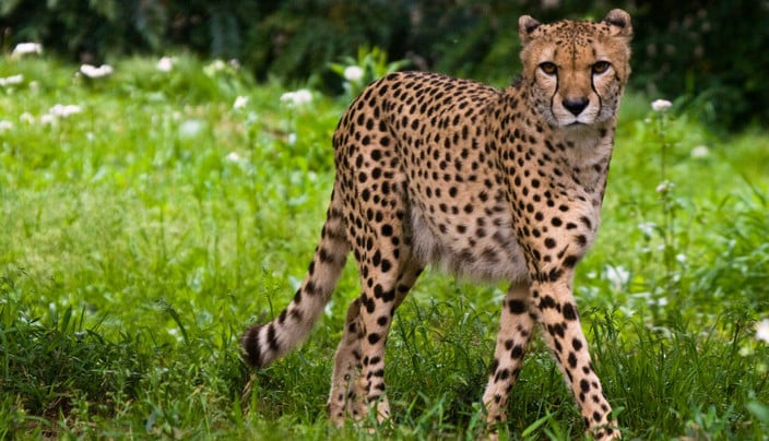 أسرع الحيوانات البرية Cheetah