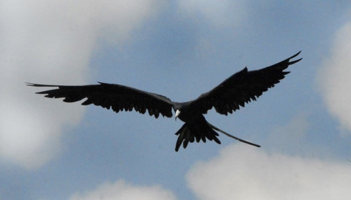 أسرع الحيوانات البرية Frigate-Bird