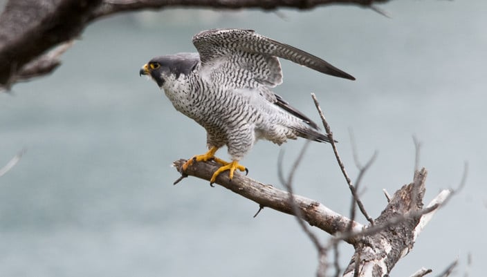 أسرع الحيوانات البرية Peregrine-Falcon