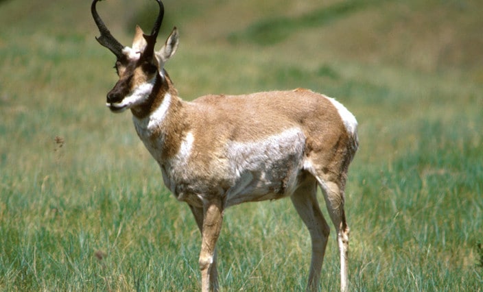 أسرع الحيوانات البرية Pronghorn-Antelope