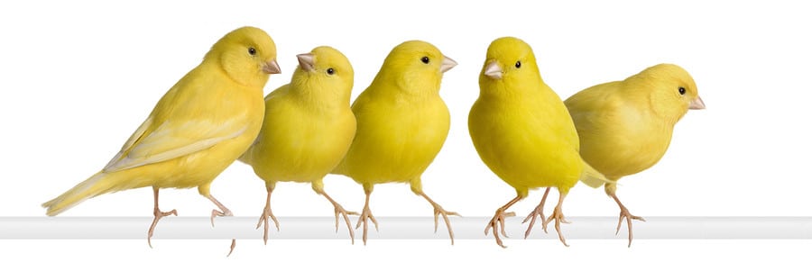 ماذا تعرف عن  طائر "الكناري" Bigstock-Flock-Of-Yellow-Canary-Serin-3469891