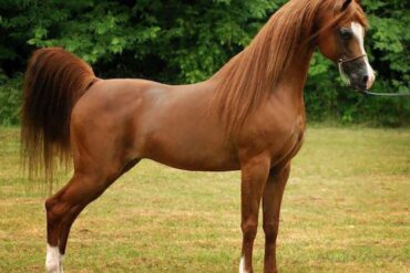 الخيل العربي