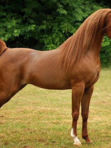 الخيل العربي