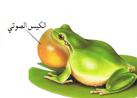 صوت الضفدع