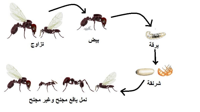 تتميز النملة بأنها ذات تماثل