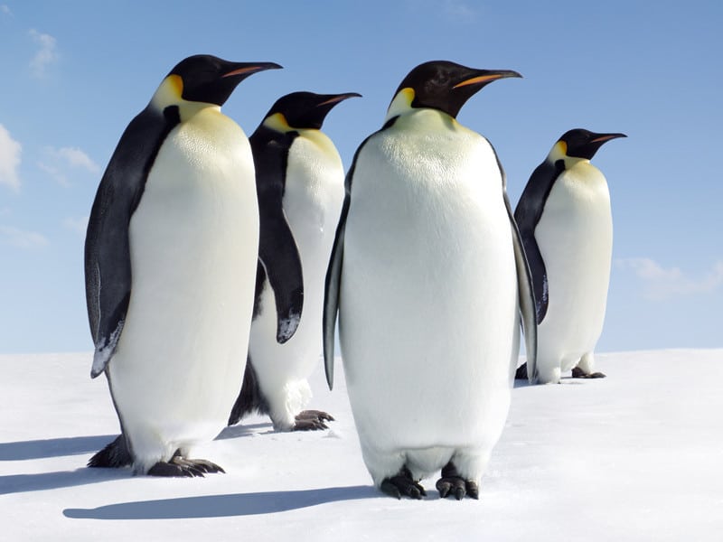سجل حضورك بصورة طائر Emperor_penguins