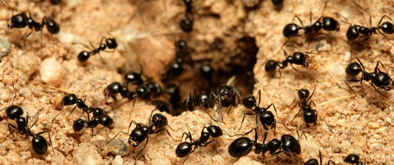 أنواع النمل