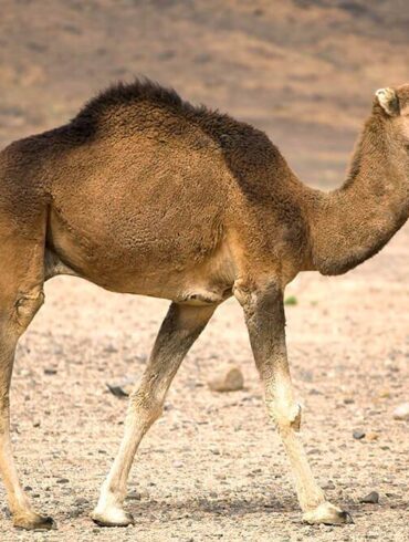 معلومات عن الجمل