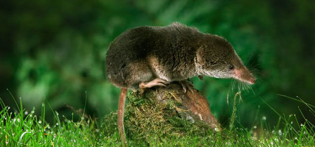 common-shrew-640x300